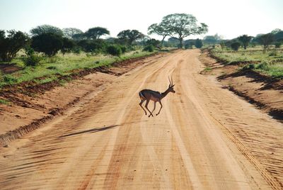 Deer running on dirt road amidst field