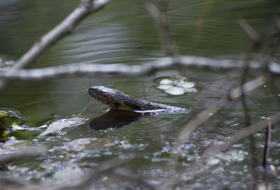 High angle view of duck swimming in lake