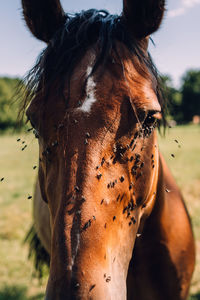 Close-up of horse standing on field