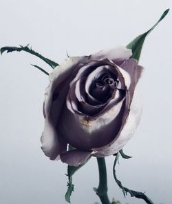 Close-up of rose against white background