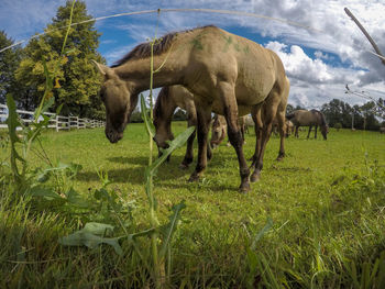 Horses grazing in a field