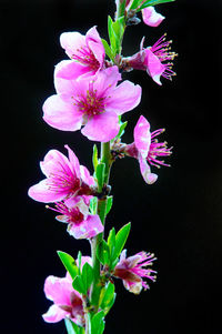 Close-up of flowers blooming against black background