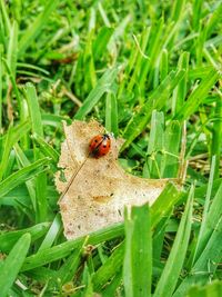 Close-up of ladybug on grass