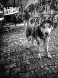 Portrait of dog standing on footpath