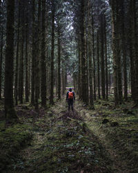 Rear view of man walking amidst trees in forest