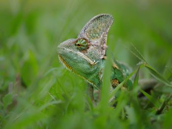 Chameleon on the grass