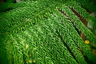 Close up of green leaves