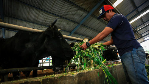 Dairy cowshed in medan indonesia, farmers feed cows with green grass