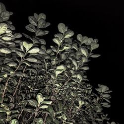 Close-up of plant against black background