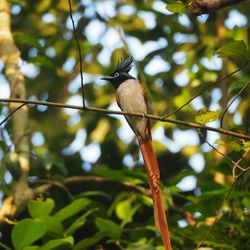 Low angle view of bird perching on branch