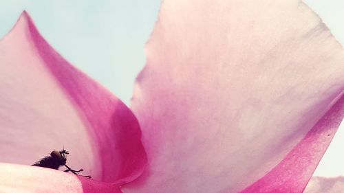 Low angle view of insect on pink flower against sky