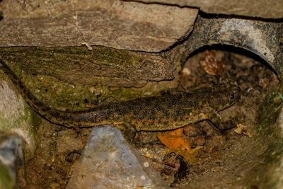 Close-up of crocodile in sea