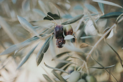 Close-up of olives growing on tree