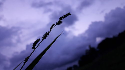 Low angle view of silhouette tree against sky