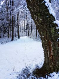 Trees in forest during winter