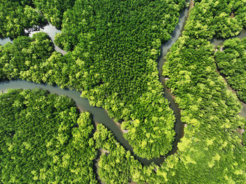 Amazing abundant mangrove forest, aerial view of forest trees rainforest ecosystem 