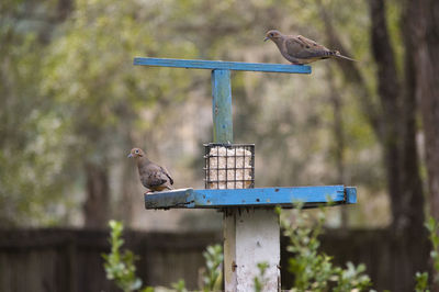 Bird perching on feeder