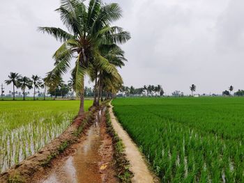 Scenic view of agricultural field against sky