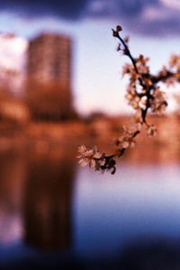 Close-up of flower tree against sky