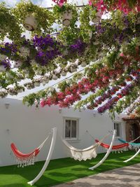 Pink flowering tree by building