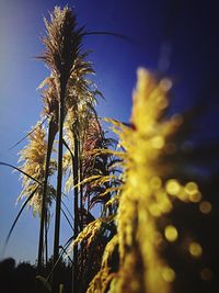 Low angle view of plants against clear blue sky