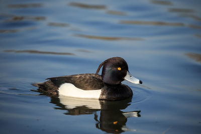 A tufted duck male