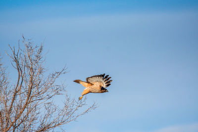 Low angle view of eagle flying against clear sky