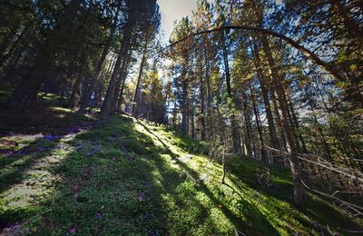 Trees in forest