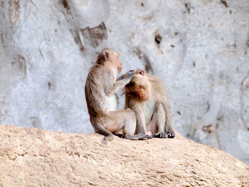 Monkeys sitting on rock