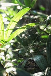 Close-up of spider on web