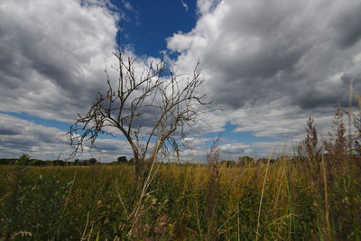 Plants on field against sky