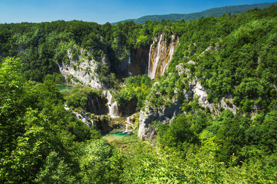 Scenic view of waterfall in forest