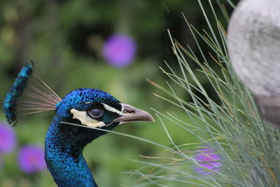 Close-up of peacock