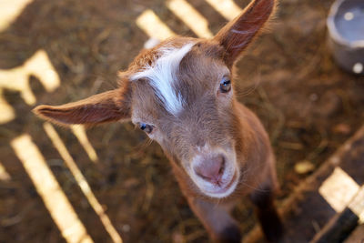 Close-up portrait of kid goat