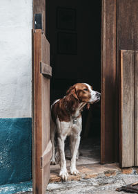 View of a dog looking away