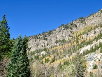 Plants growing on land against clear blue sky