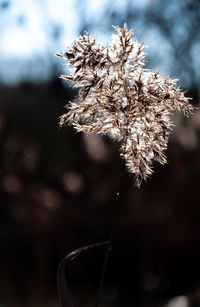 Close-up of wilted flower plant