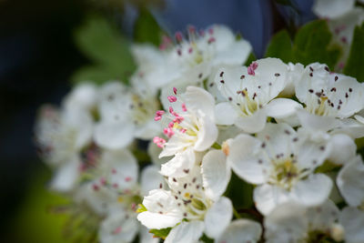 Close-up of white cherry blossoms