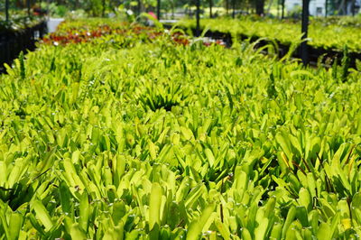 Full frame shot of fresh green plants in field