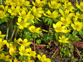 Close-up of yellow flowers blooming outdoors