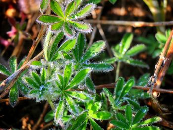 Close-up of green leaves