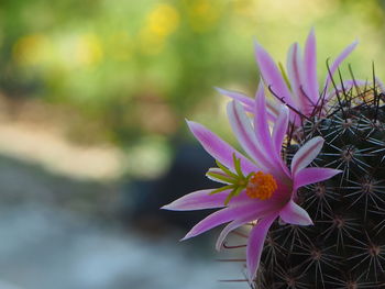 Close-up of pink flowering plant