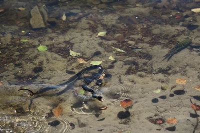 High angle view of fishes swimming in sea