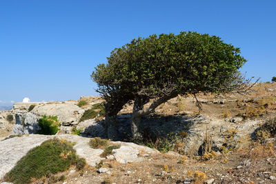 Trees on landscape against clear blue sky