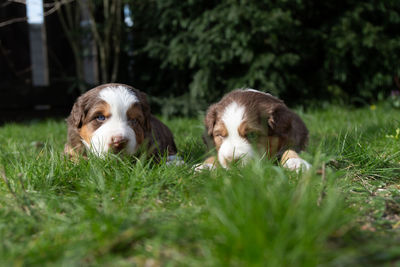 Portrait of dog relaxing on field