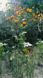 Close-up of flowering plants on field