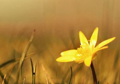 Close-up of yellow flower