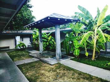 Plants growing in lawn by building against sky