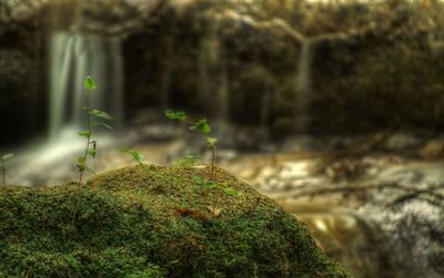 Close-up of plants against blurred background