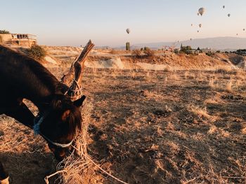 View of horse on field against sky